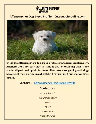 Affenpinscher Dog Breed Profile | Cutepuppiesonline.com
