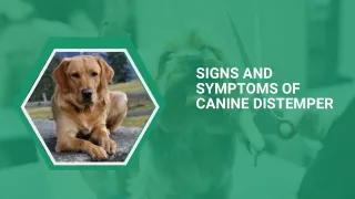 signs and symptoms of canine distemper