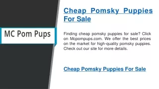 Cheap Pomsky Puppies For Sale   Mcpompups.com