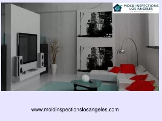 Professional Mold Inspectors