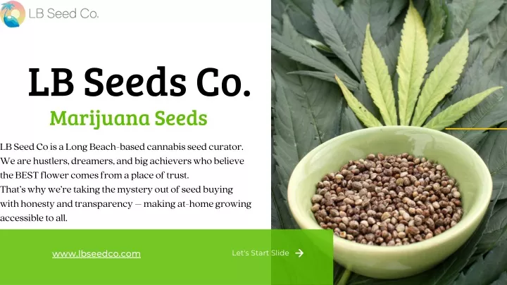 lb seeds co marijuana seeds