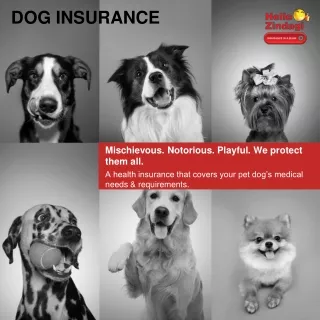 Dog Insurance