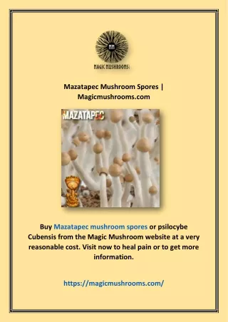 Mazatapec Mushroom Spores | Magicmushrooms.com