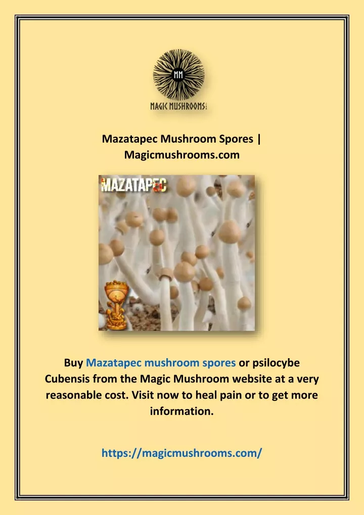 mazatapec mushroom spores magicmushrooms com