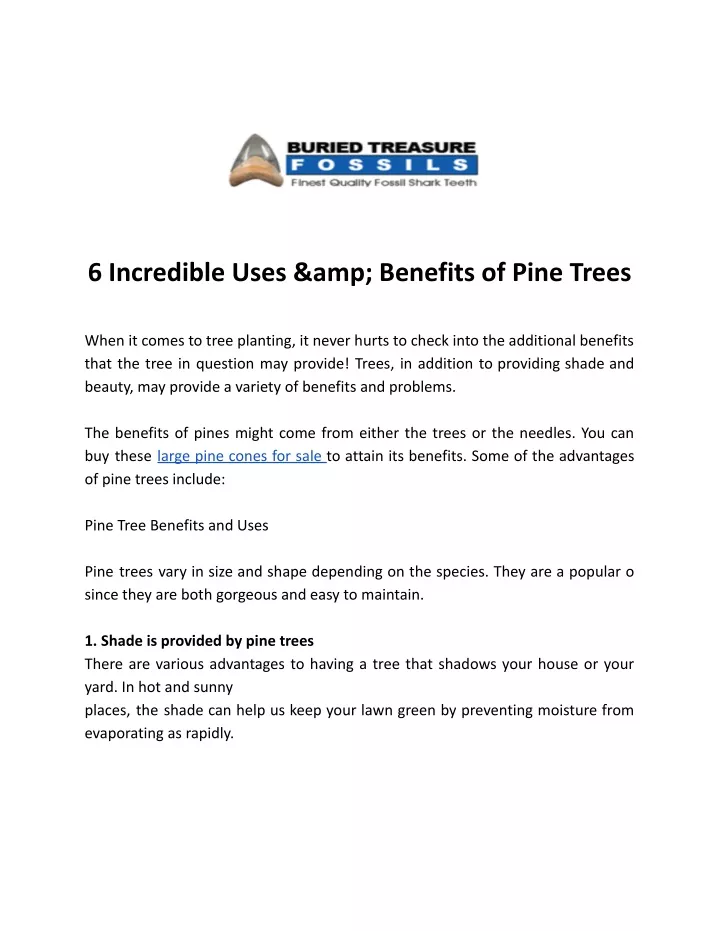 6 incredible uses amp benefits of pine trees