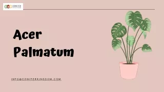 acer palmatum