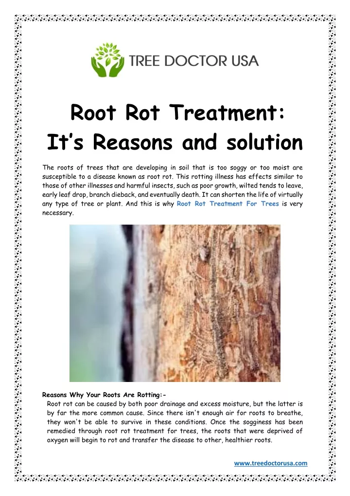 root rot treatment it s reasons and solution
