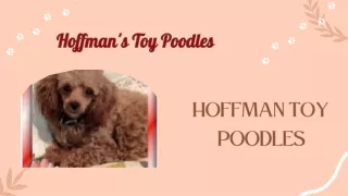re You Intrested To Buy Teacup Poodle Puppies |  Hoffmans Toys Poodles