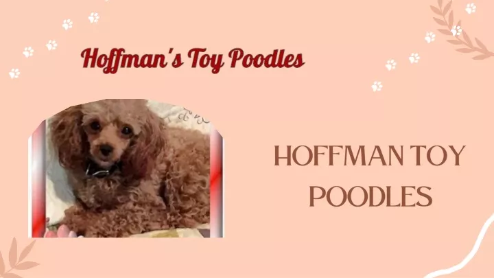 hoffman toy poodles