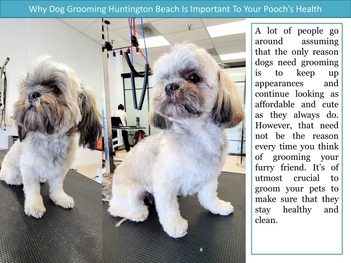 why dog grooming huntington beach is important to your pooch s health