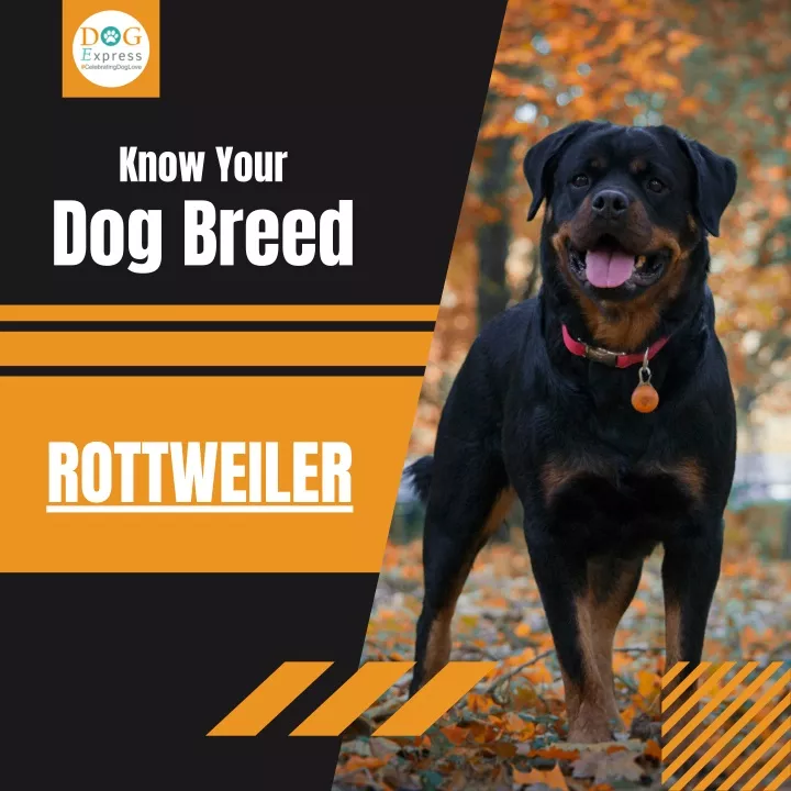 know your dog breed