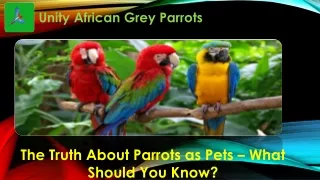 The Truth About Parrots as Pets – What Should You Know?