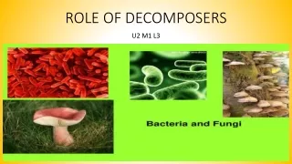 role of decomposers