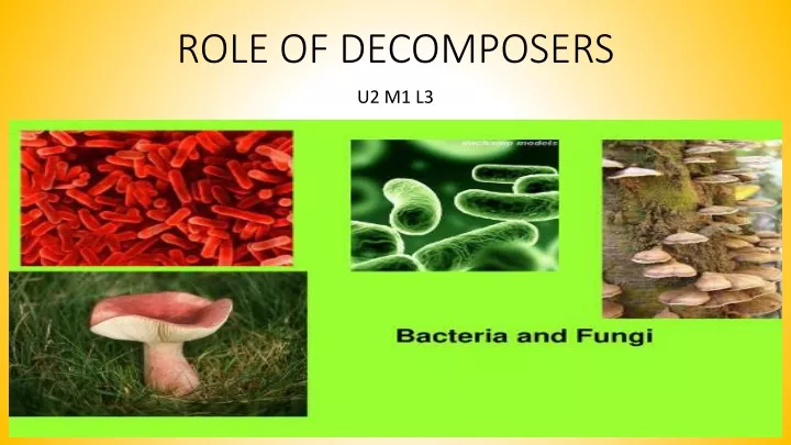 role of decomposers