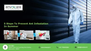 5 Steps To Prevent Ant Infestation In Summer