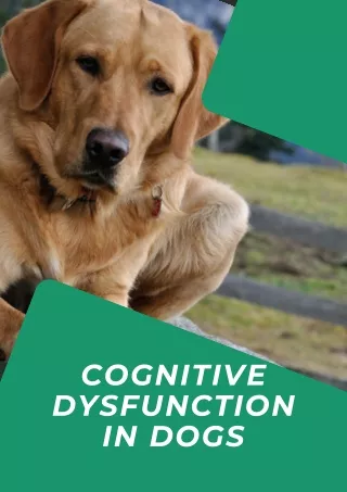 Cognitive Dysfunction in Dogs