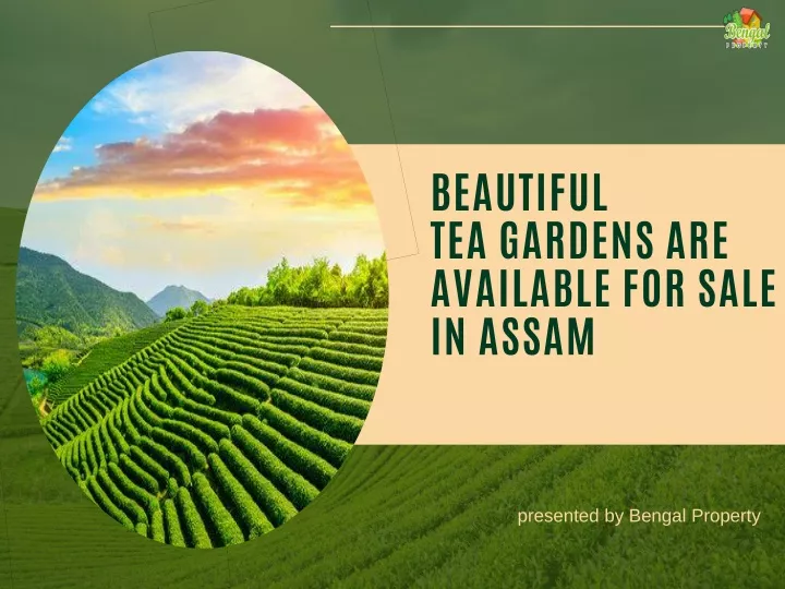 beautiful tea gardens are available for sale