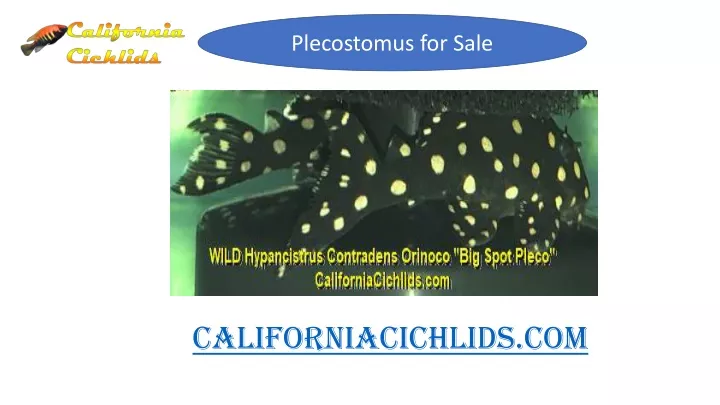 plecostomus for sale