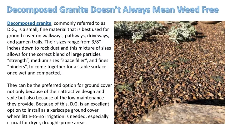 decomposed granite doesn t always mean weed free