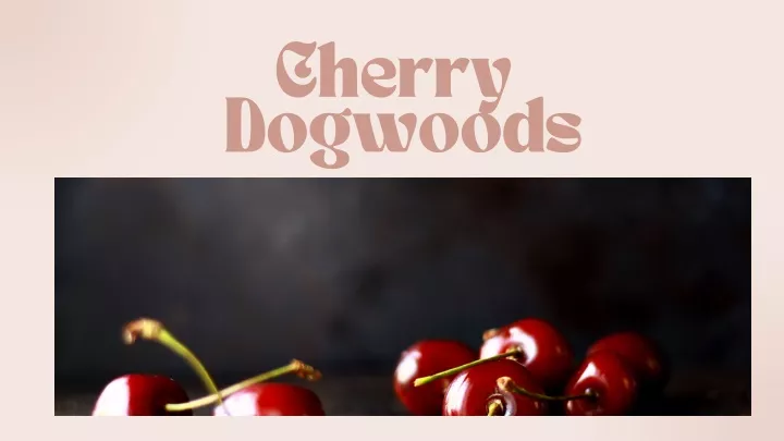 cherry dogwoods