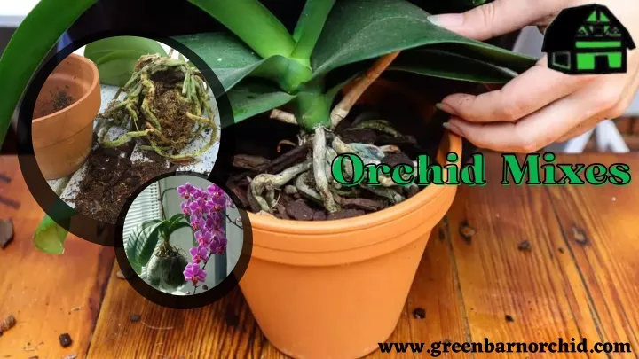 orchid mixes orchid mixes