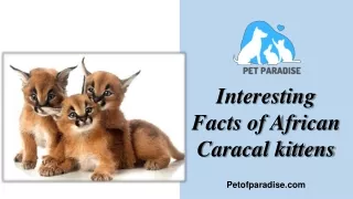 Get Beautiful African Caracal Kittens for sale