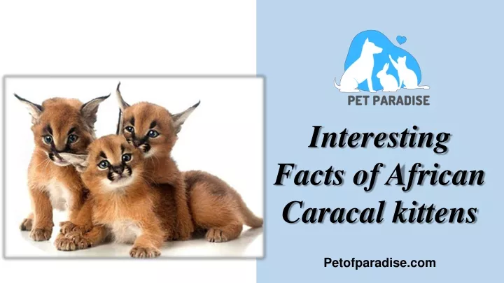 interesting facts of african caracal kittens