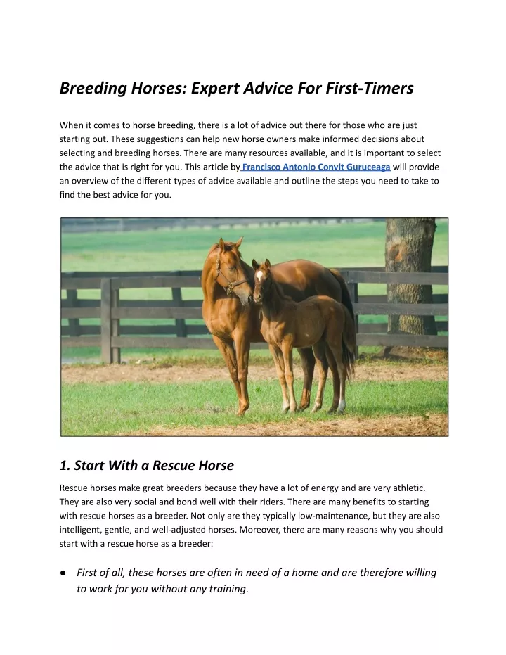 breeding horses expert advice for first timers