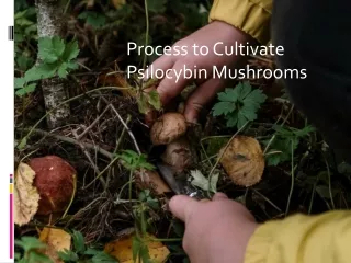 Process to Cultivate Psilocybin Mushrooms