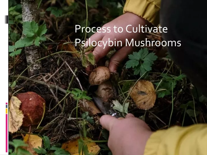 process to cultivate psilocybin mushrooms