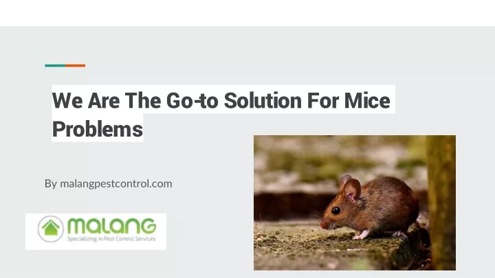 we are the go to solution for mice problems