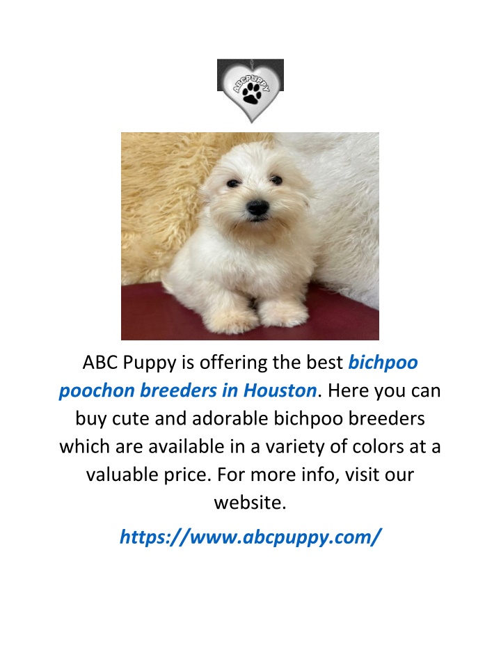 abc puppy is offering the best bichpoo poochon