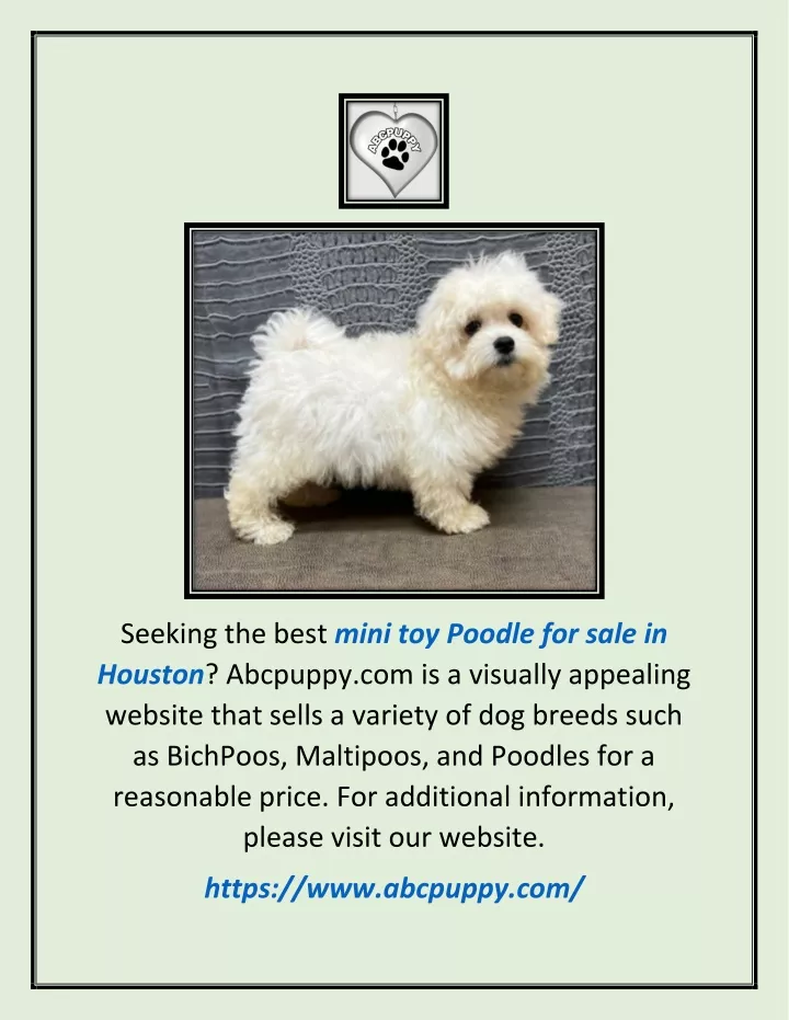 seeking the best mini toy poodle for sale