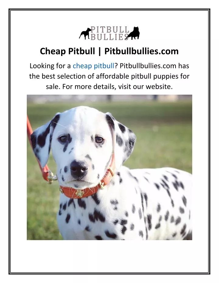 cheap pitbull pitbullbullies com