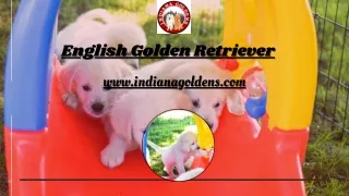Loyal English Golden Retriever Puppies at Indiana Goldens