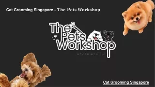 cat grooming singapore the pets workshop