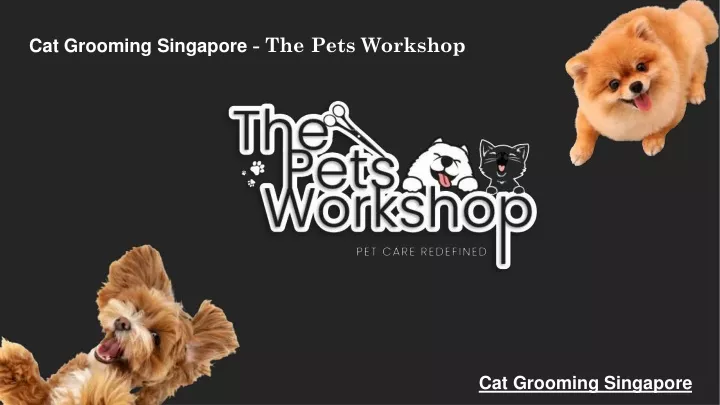 cat grooming singapore the pets workshop