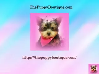 Teacup Yorkie Puppies for Sale New York City