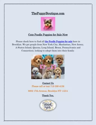 Cute Poodle Puppies for Sale Now