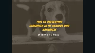 Tips to Preventing Diarrhoea in My Anxious Dog Naturally