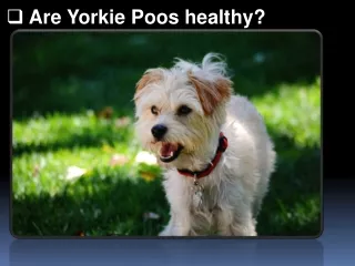 Are Yorkie Poos healthy