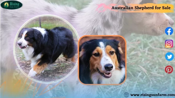 australian shepherd for sale