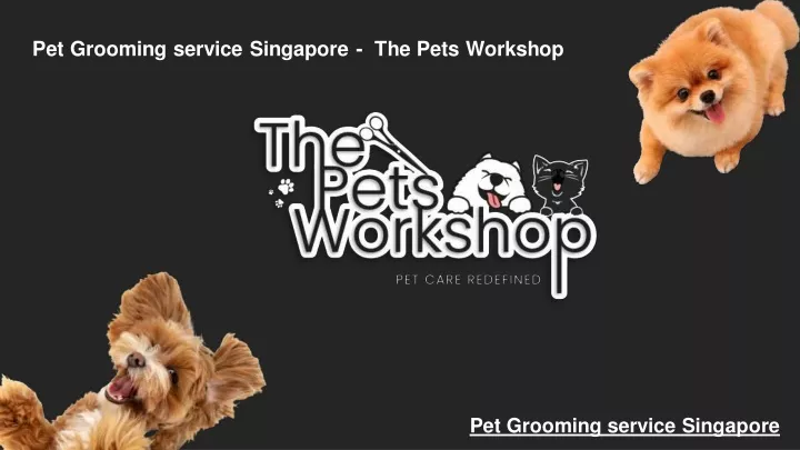 pet grooming service singapore the pets workshop