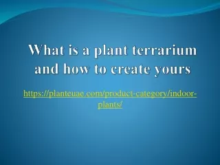 What is a plant terrarium and how to create yours