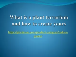 What is a plant terrarium and how to create yours