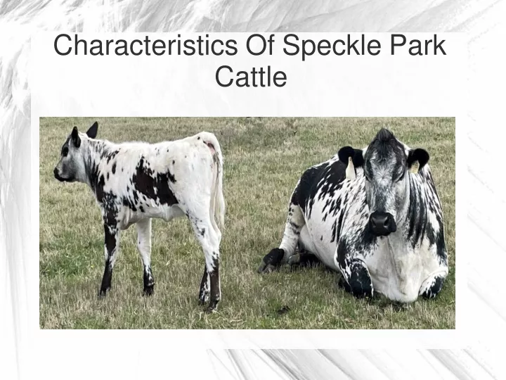 characteristics of speckle park cattle