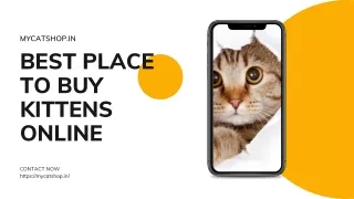 Best Marketplace to Buy or adopt Cats Online