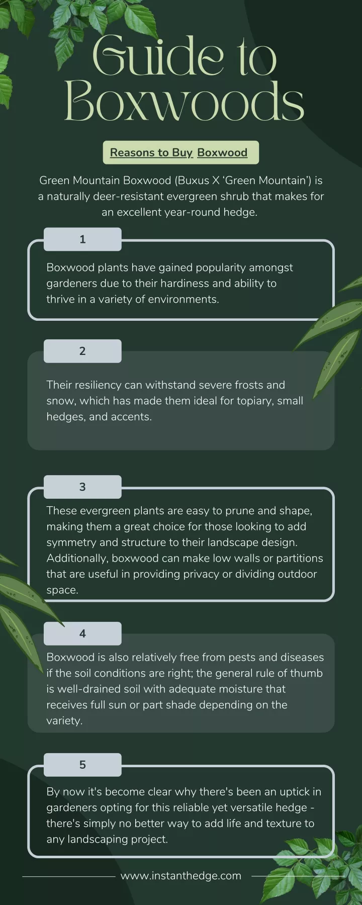 guide to boxwoods