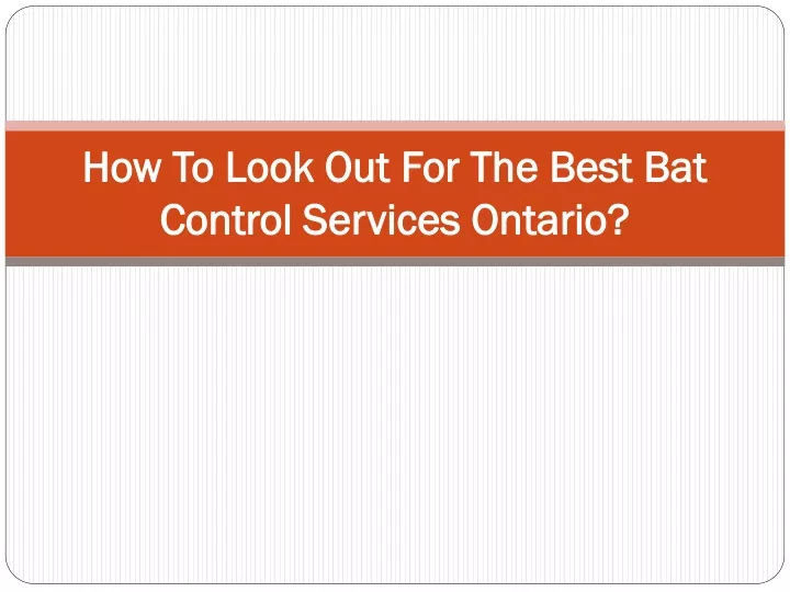 how to look out for the best bat control services ontario