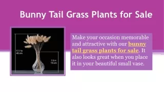 Bunny Tail Grass Plants for Sale